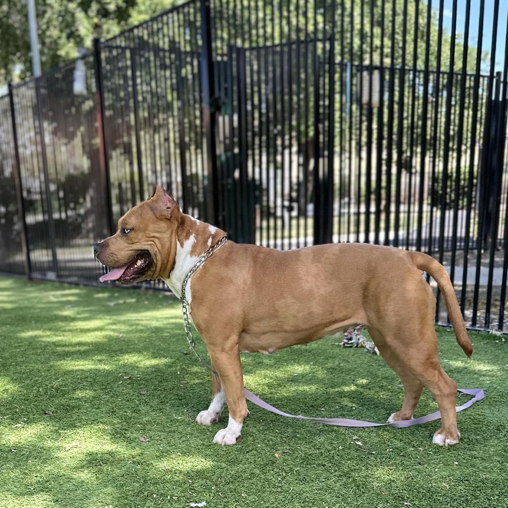 Enlarge Storm - ECAS, a Adoptable mixed breed in Pleasanton, CA image 2/6