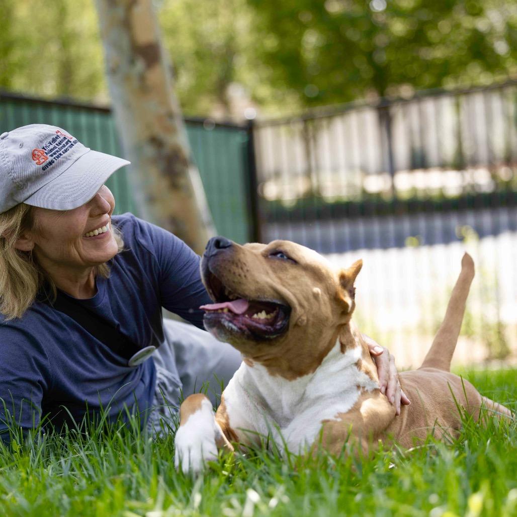 Enlarge Storm - ECAS, a Adoptable mixed breed in Pleasanton, CA image 2/6