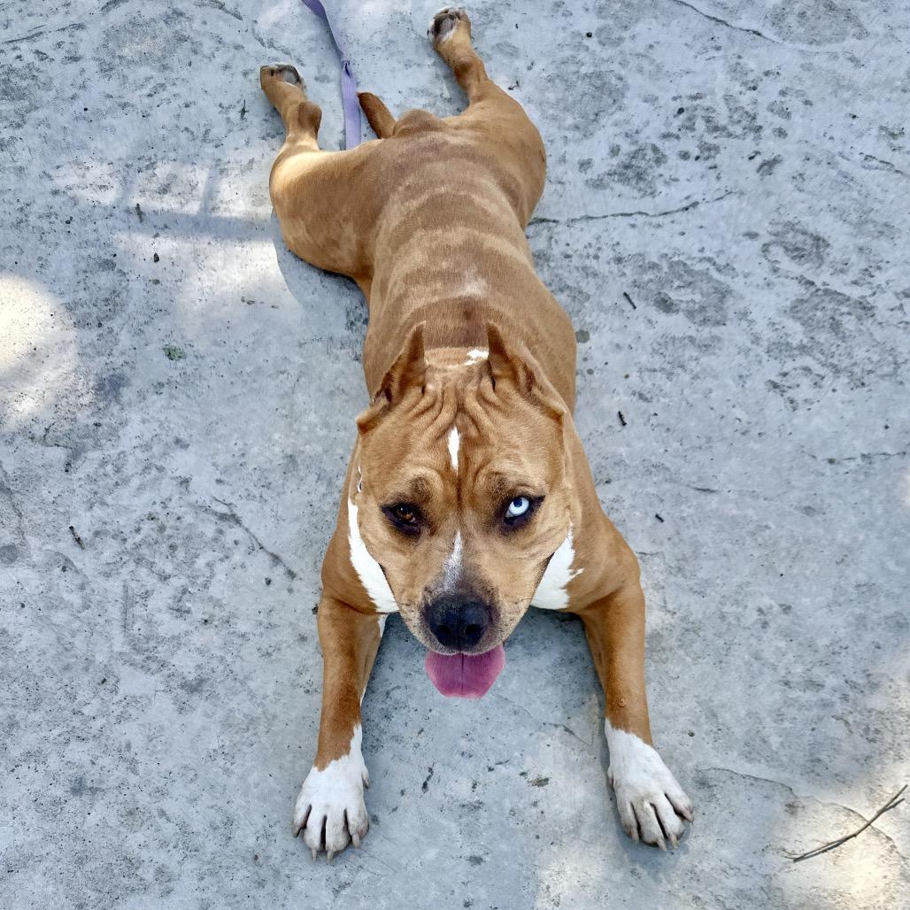 Enlarge Storm - ECAS, a Adoptable mixed breed in Pleasanton, CA image 4/6