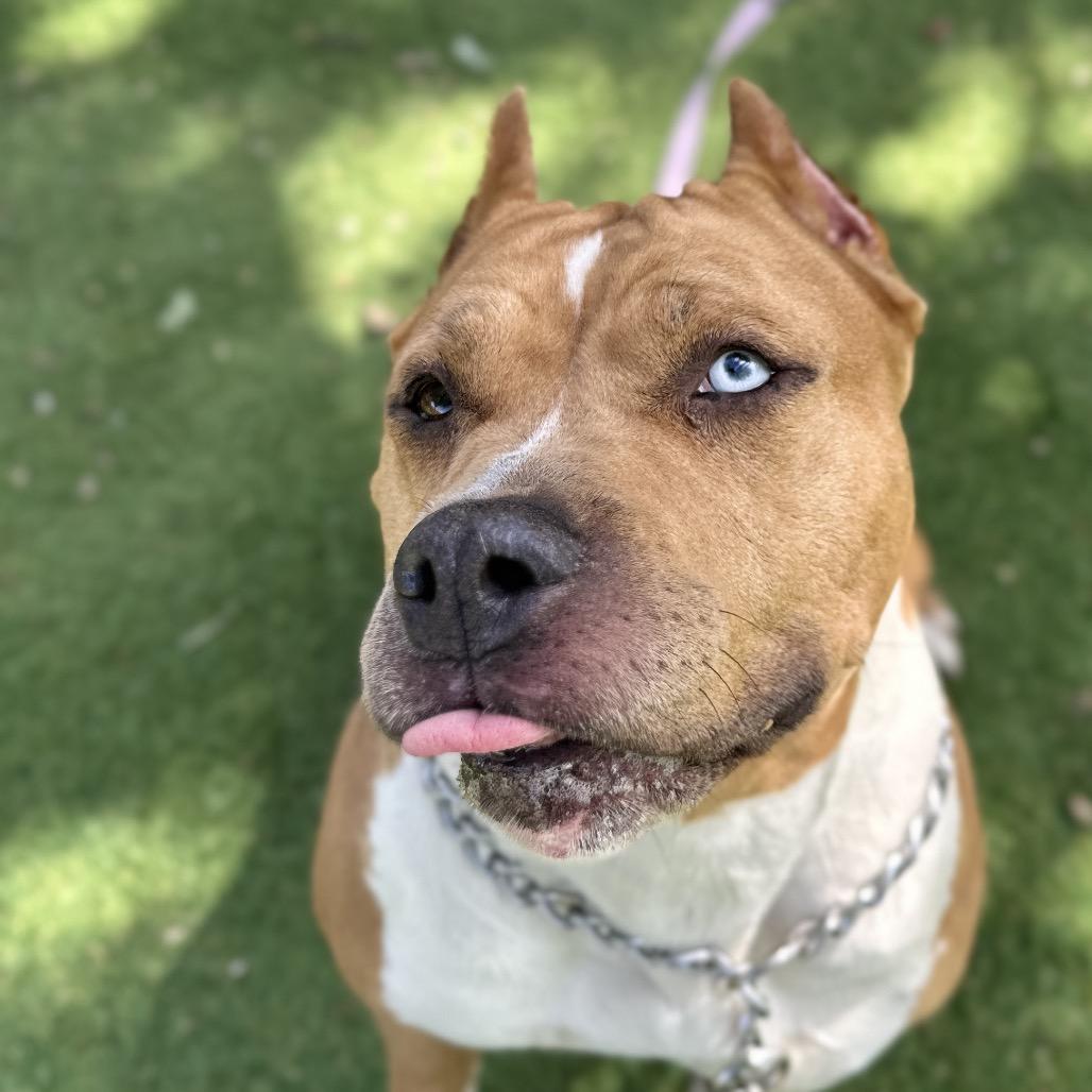 Enlarge Storm - ECAS, a Adoptable mixed breed in Pleasanton, CA image 5/6