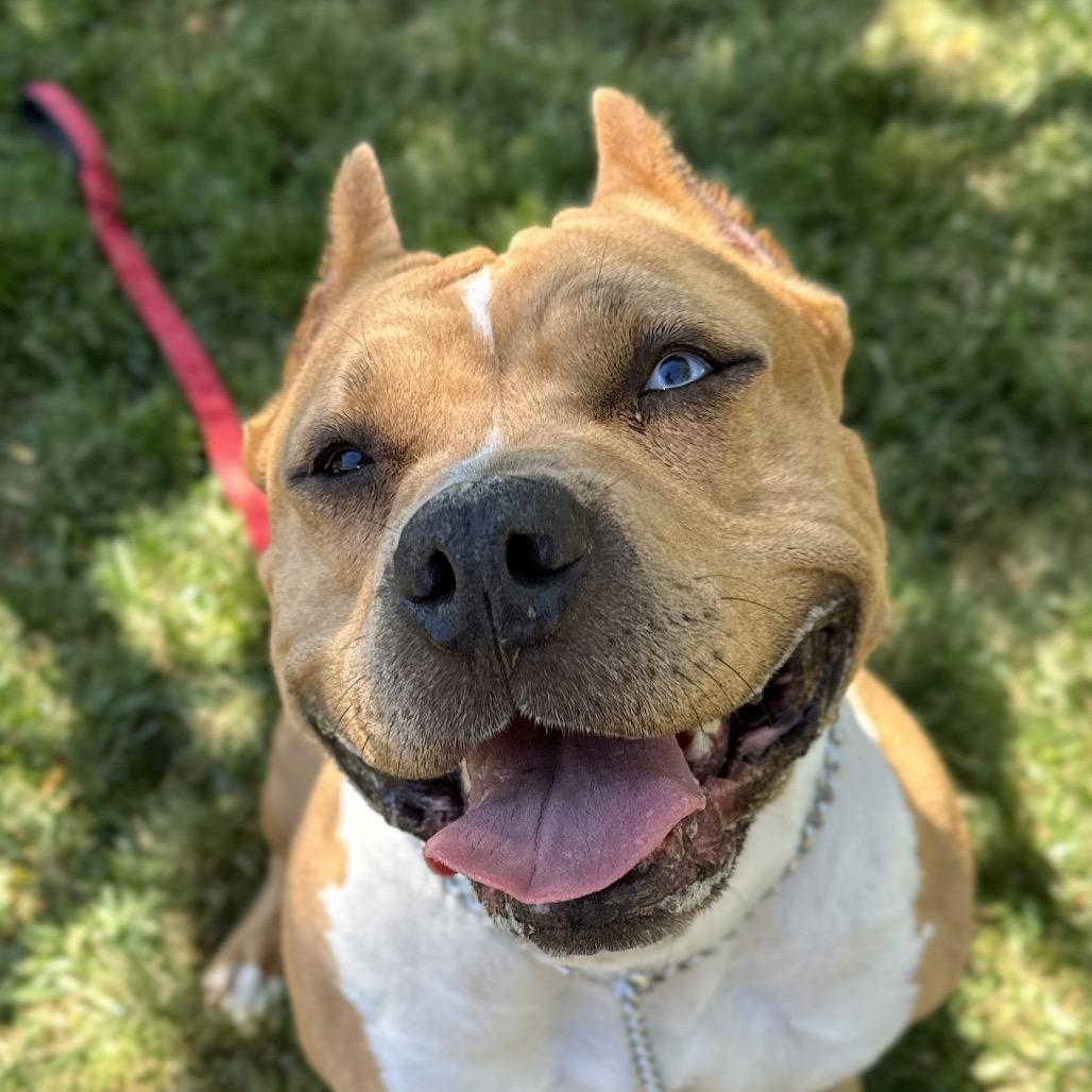 Storm - ECAS, a Adoptable mixed breed in Pleasanton, CA image 4/5