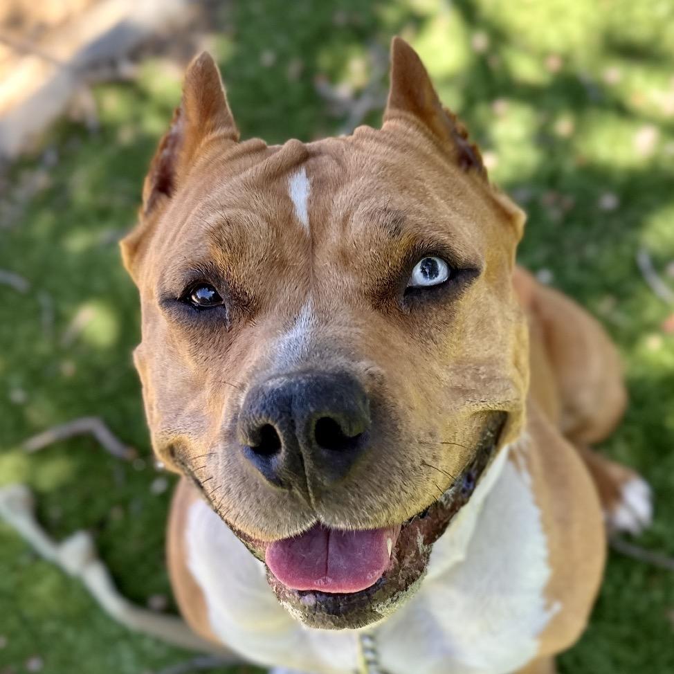 Enlarge Storm - ECAS, a Adoptable mixed breed in Pleasanton, CA image 5/6