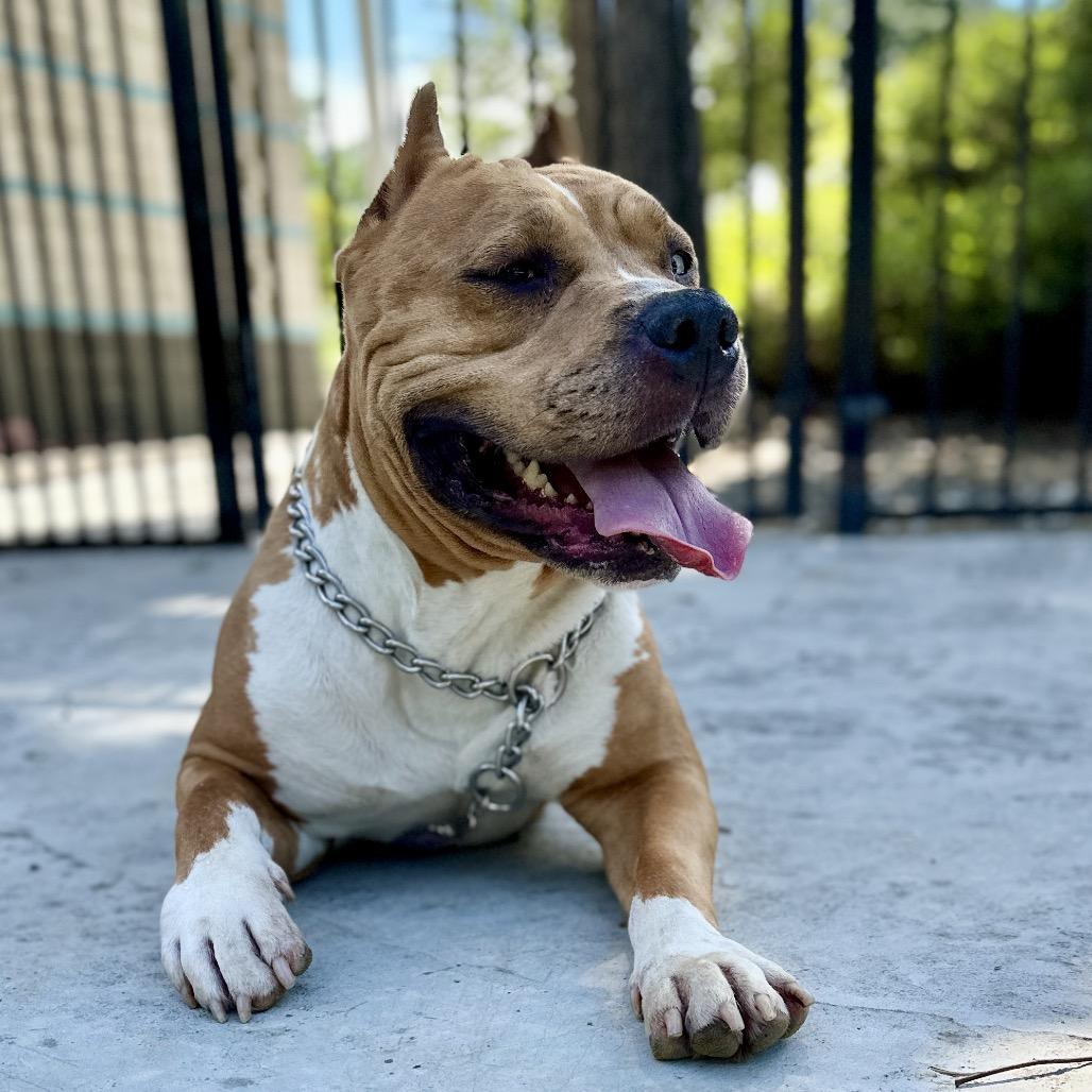 Enlarge Storm - ECAS, a Adoptable mixed breed in Pleasanton, CA image 6/6