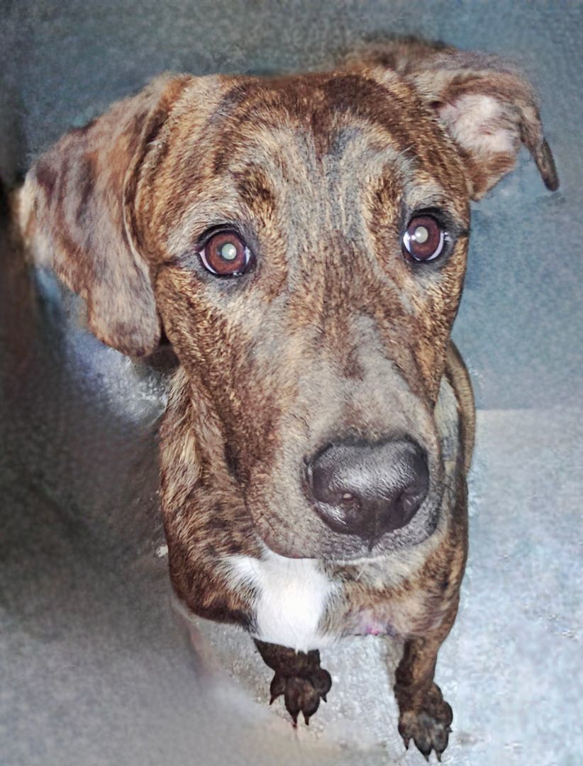 Enlarge Three hundred, a Adoptable mixed breed in Kermit, TX image 1/1