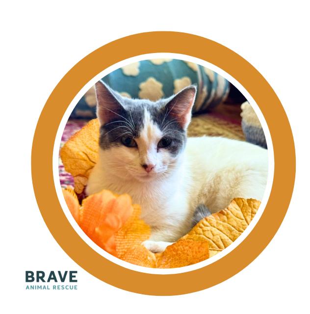 Enlarge Daisy, a Adoptable mixed breed in Lincoln, NE image 1/6