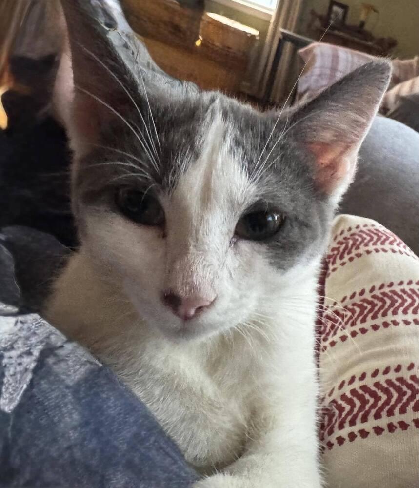 Enlarge Daisy, a Adoptable mixed breed in Lincoln, NE image 3/6