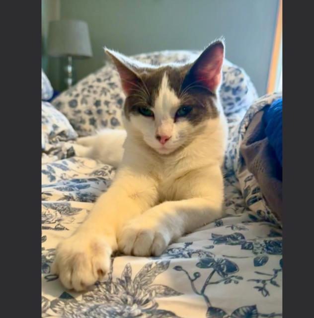 Enlarge Daisy, a Adoptable mixed breed in Lincoln, NE image 5/6