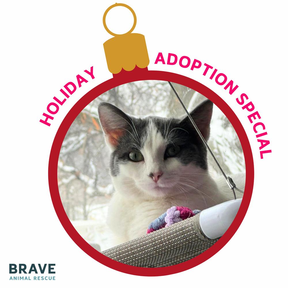 Enlarge Daisy, a Adoptable mixed breed in Lincoln, NE image 6/6