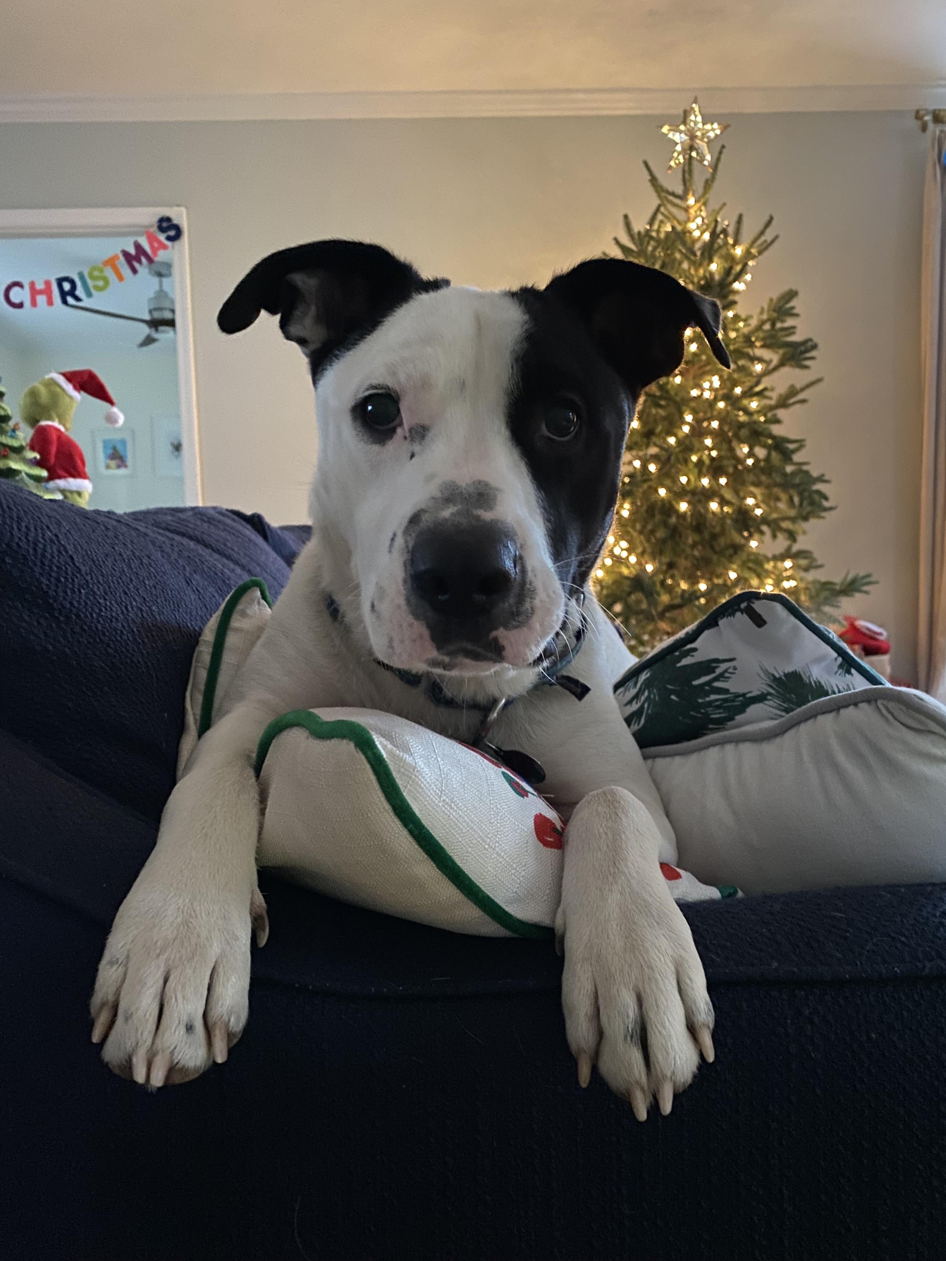 Breezy, a Adoptable mixed breed in Harrison, NY image 4/6