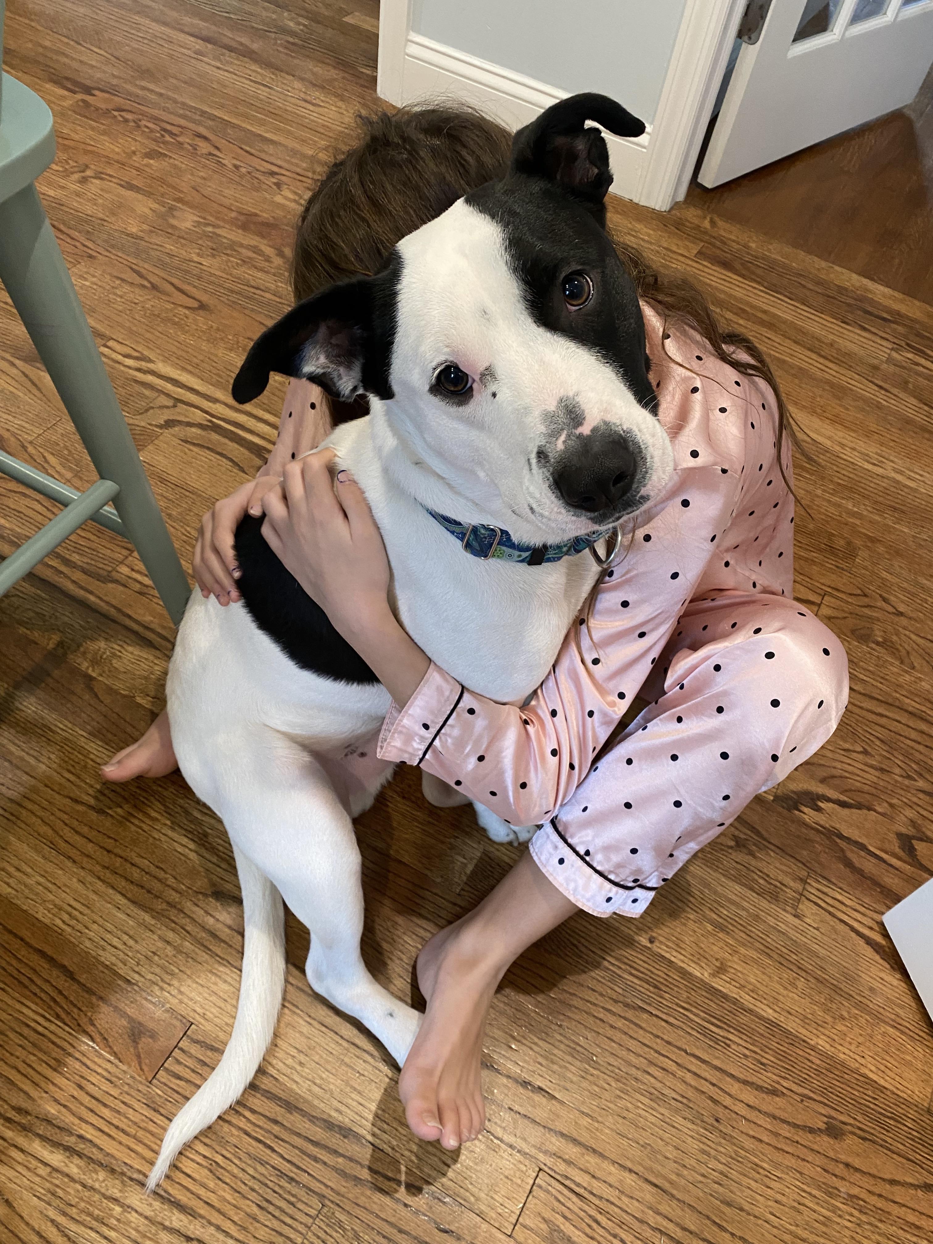 Breezy, a Adoptable mixed breed in Harrison, NY image 3/6