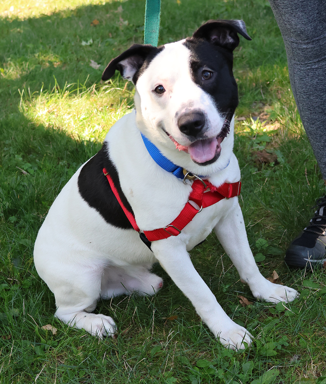 Breezy, Adoptable, Young Male Pit Bull Terrier.