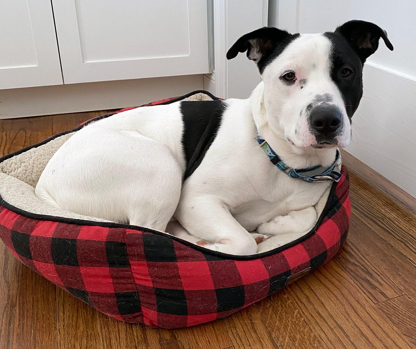 Breezy, a Adoptable mixed breed in Harrison, NY image 2/6