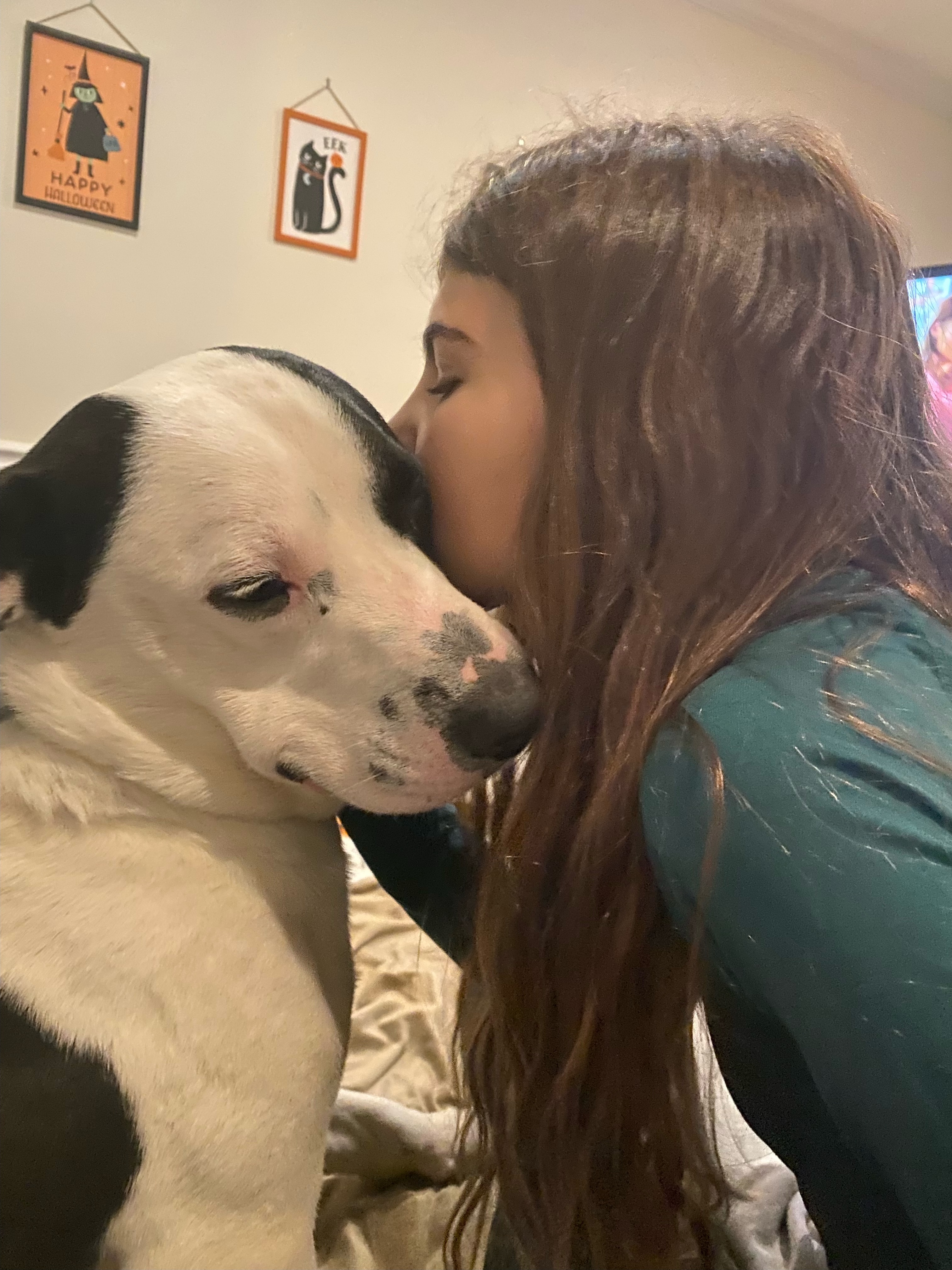 Breezy, a Adoptable mixed breed in Harrison, NY image 5/6