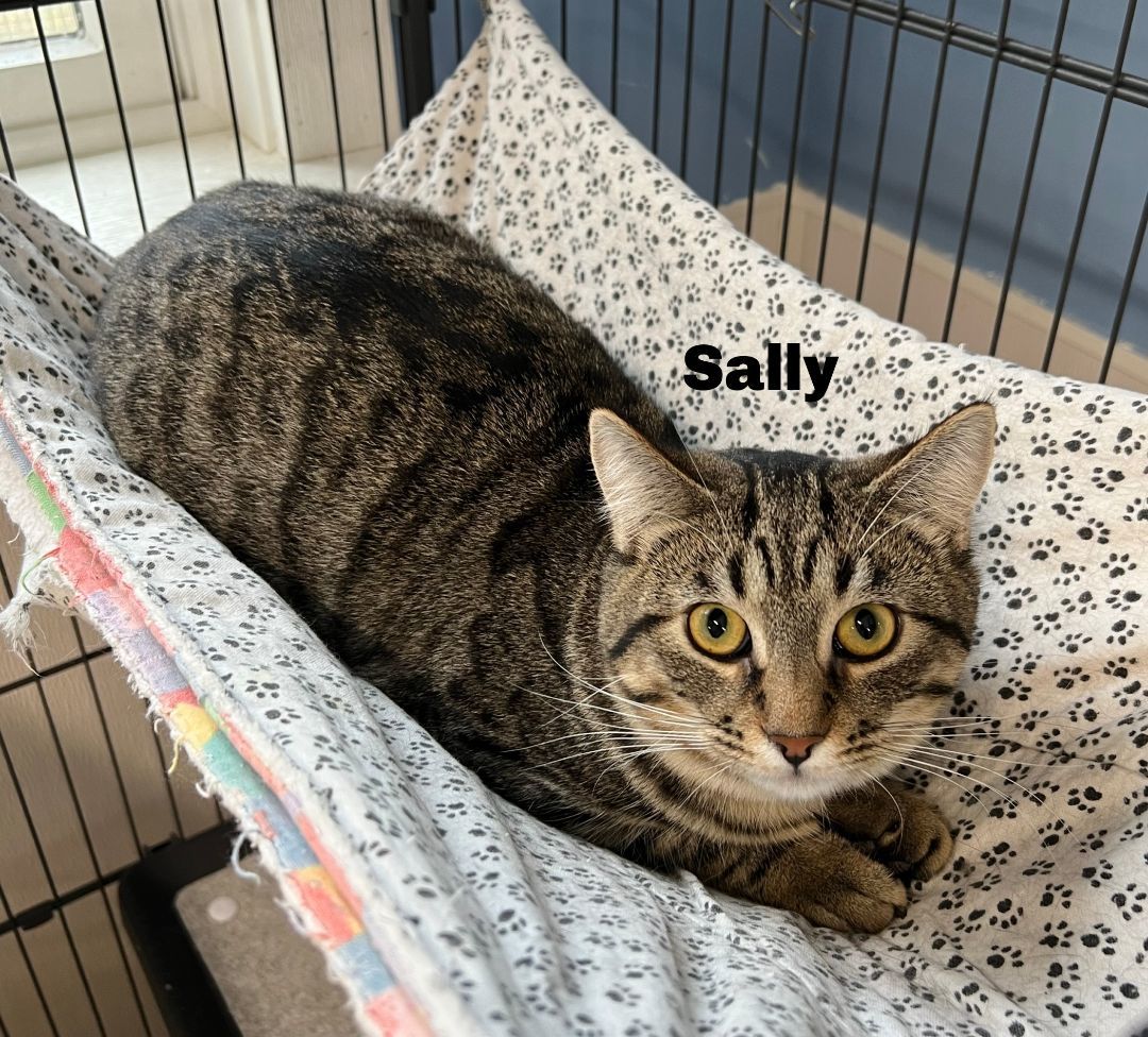 Enlarge Sally, a Adoptable Domestic Short Hair in Manistee, MI image 2/3