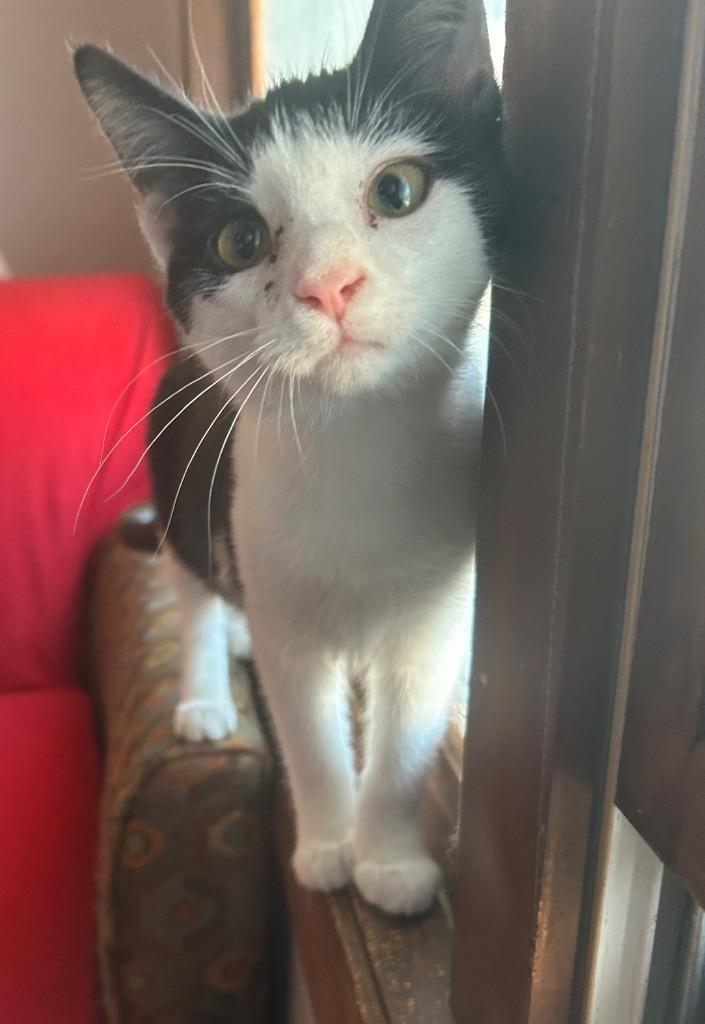 Billie, Adopted, Young Female Domestic Medium Hair.