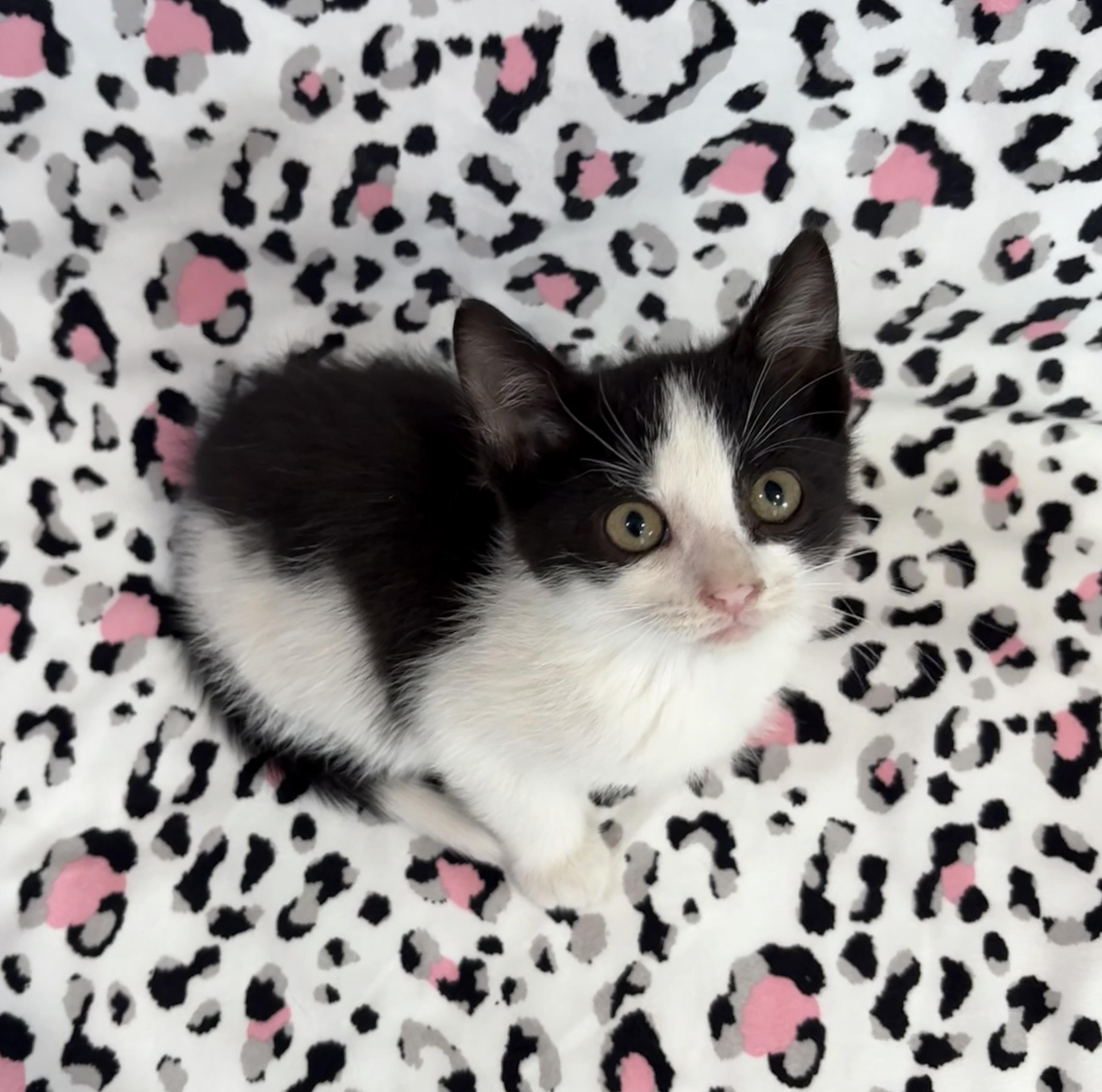 Enlarge CRINKLE, a Adoptable Domestic Short Hair in Tillsonburg, ON image 4/6