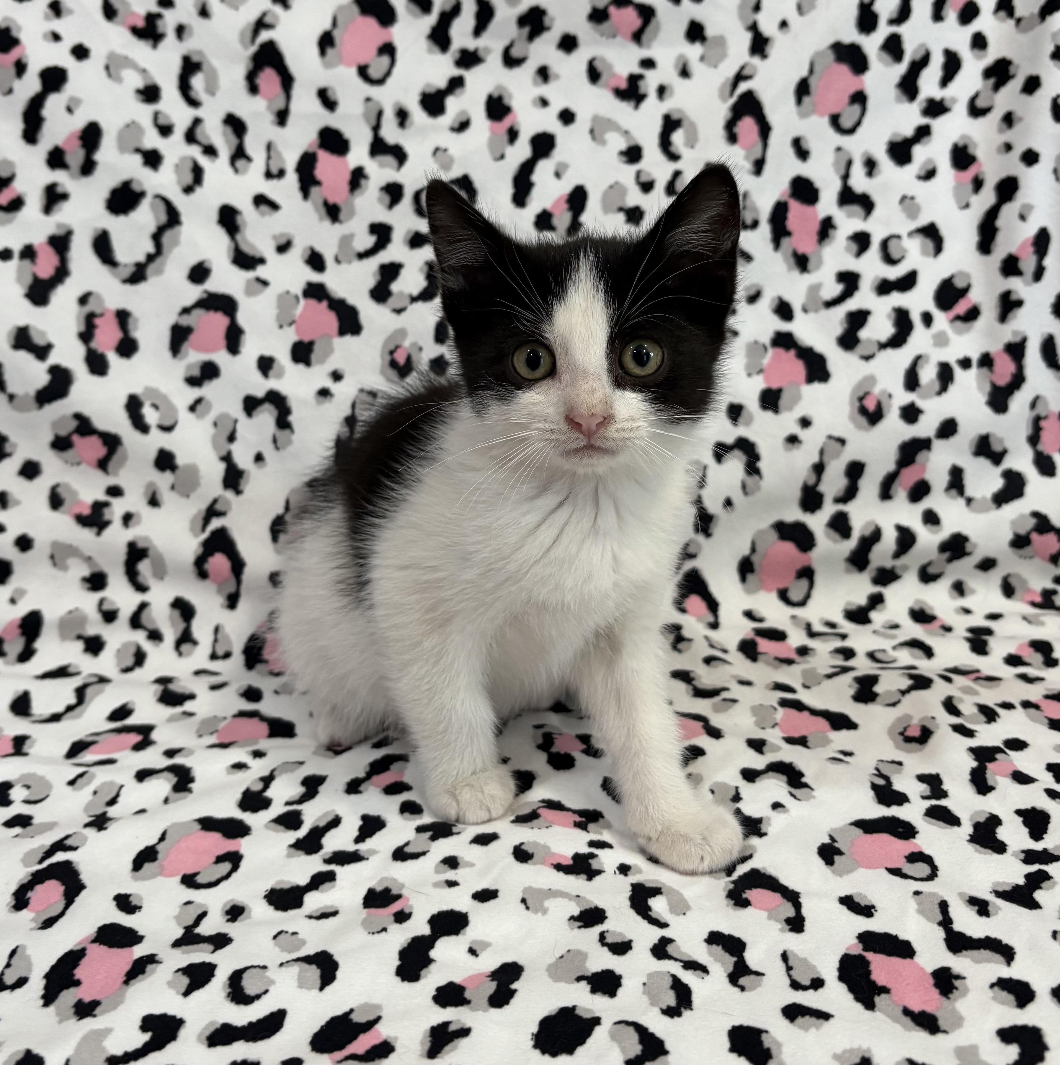 Enlarge CRINKLE, a Adoptable Domestic Short Hair in Tillsonburg, ON image 5/6