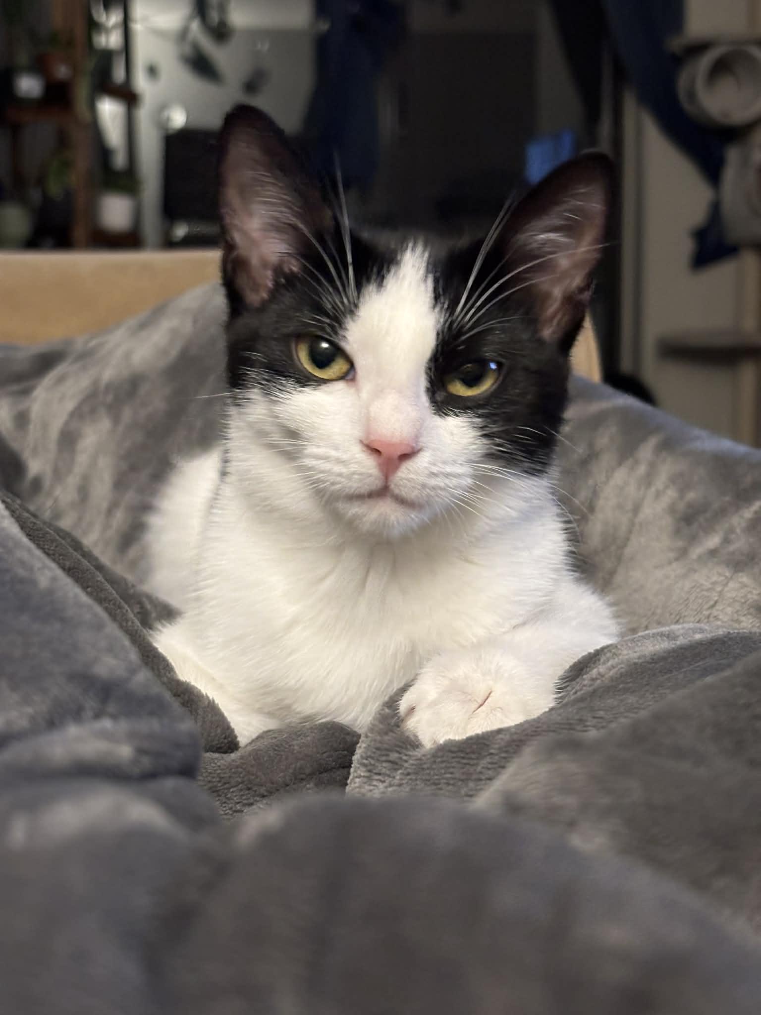 Enlarge CRINKLE, a Adoptable Domestic Short Hair in Tillsonburg, ON image 1/6