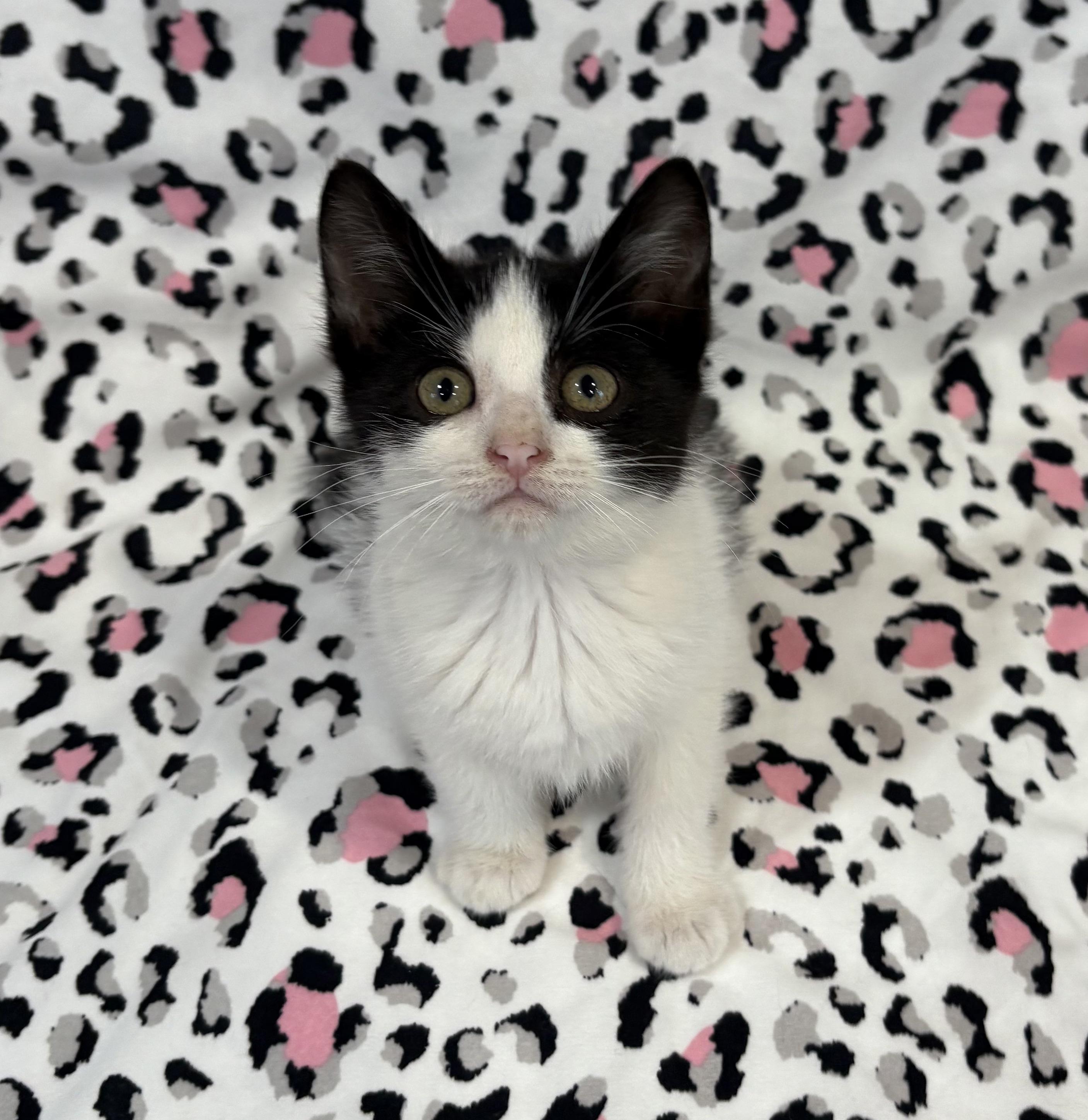 Enlarge CRINKLE, a Adoptable Domestic Short Hair in Tillsonburg, ON image 6/6