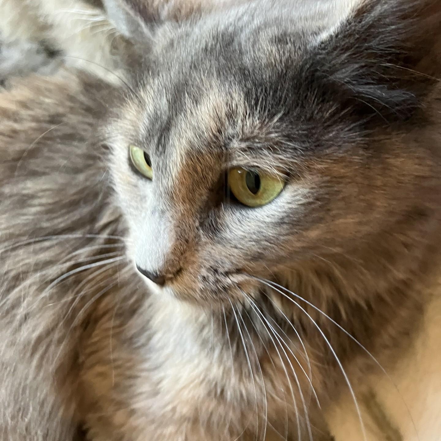 Henny, Adoptable, Young Female Chartreux.