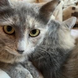 Henny, a Adoptable Chartreux in Sun City, AZ image 3/3