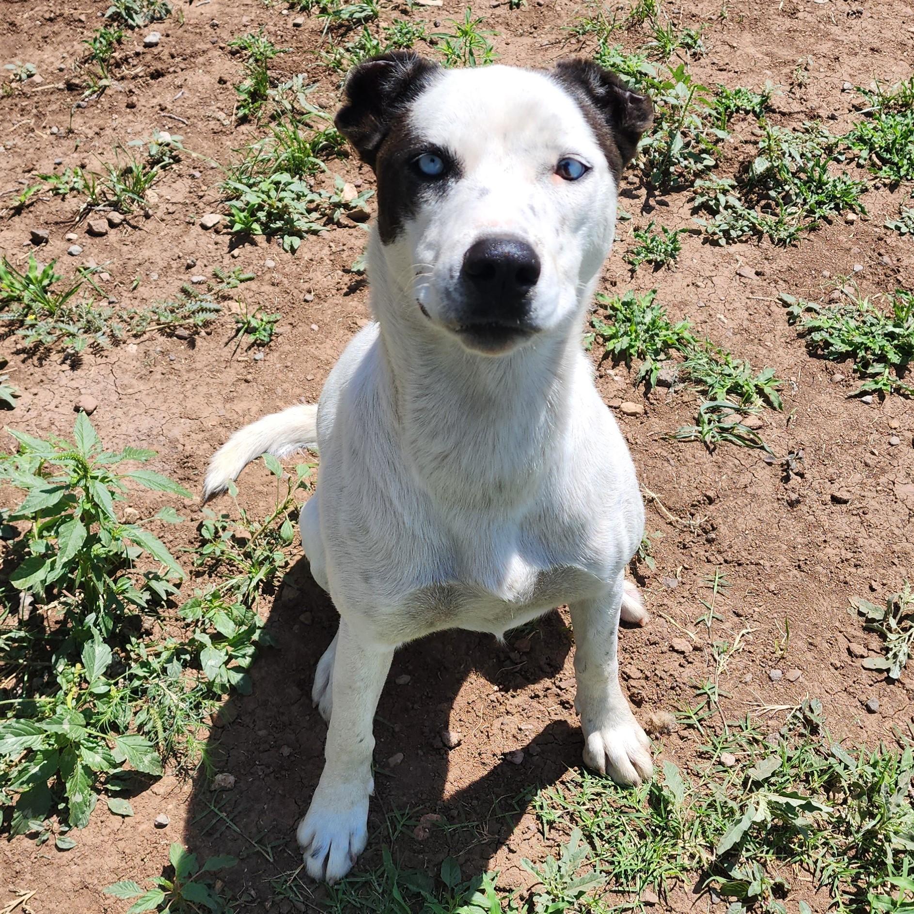 Enlarge Lupita, a ADOPTABLE mixed breed in ALPINE, TX image 3/3