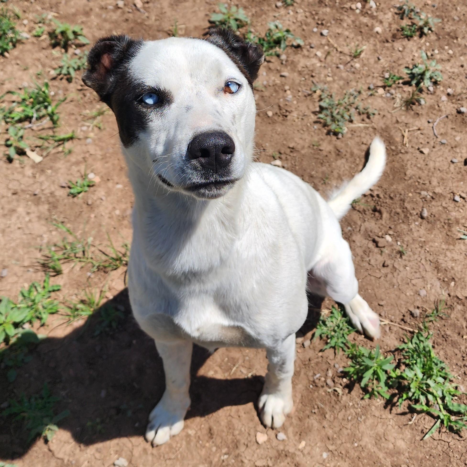 Lupita, ADOPTABLE, Adult Female Husky.