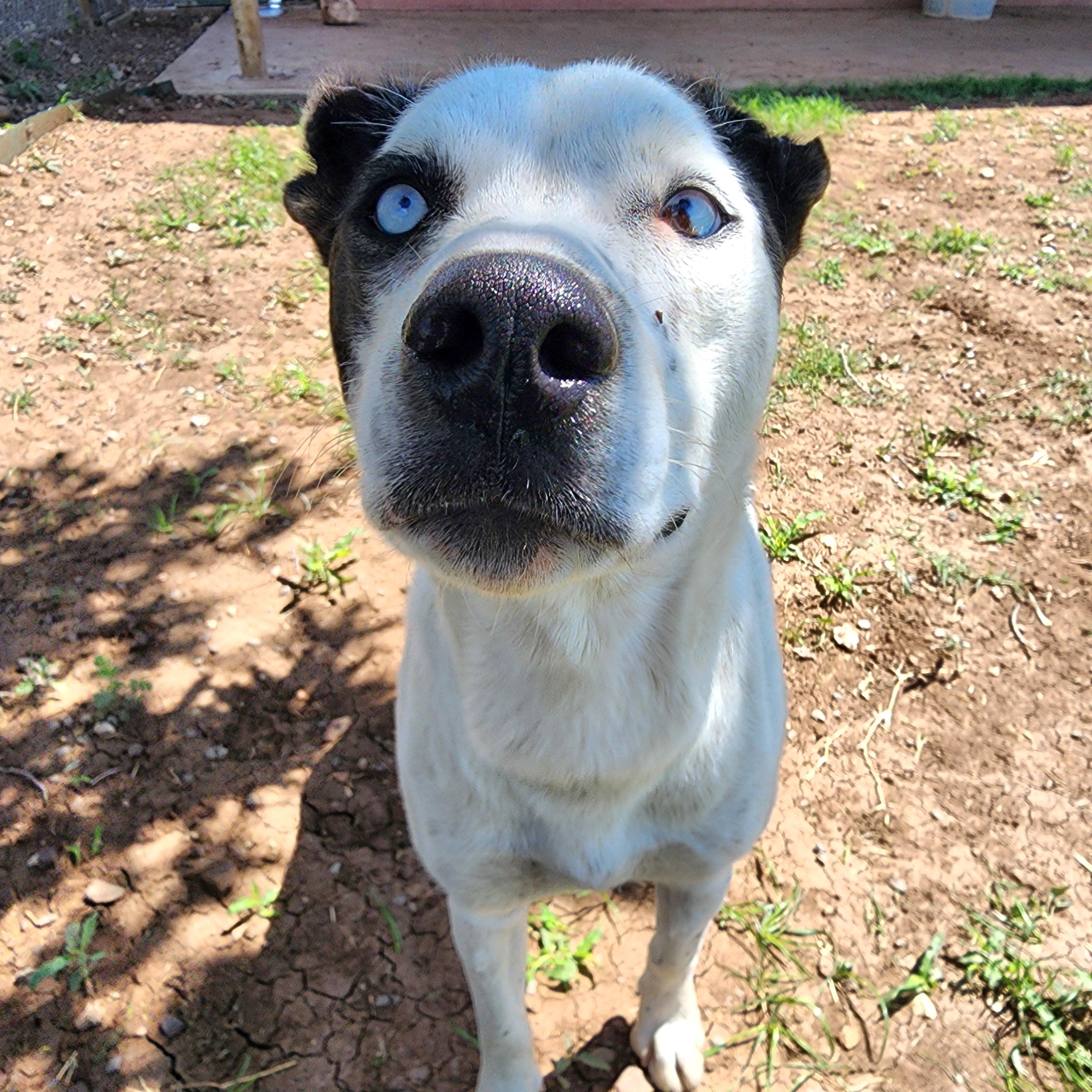 Enlarge Lupita, a ADOPTABLE mixed breed in ALPINE, TX image 2/3