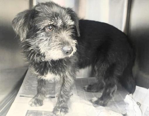 Enlarge PERRITA, a Adoptable mixed breed in Houston, TX image 1/1
