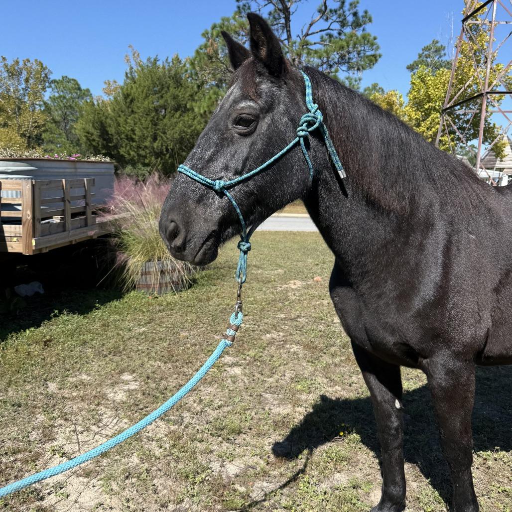 Sara, a Adoptable Quarterhorse in Freeport, FL image 2/3