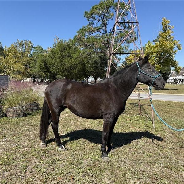 Sara, a Adoptable Quarterhorse in Freeport, FL image 3/3