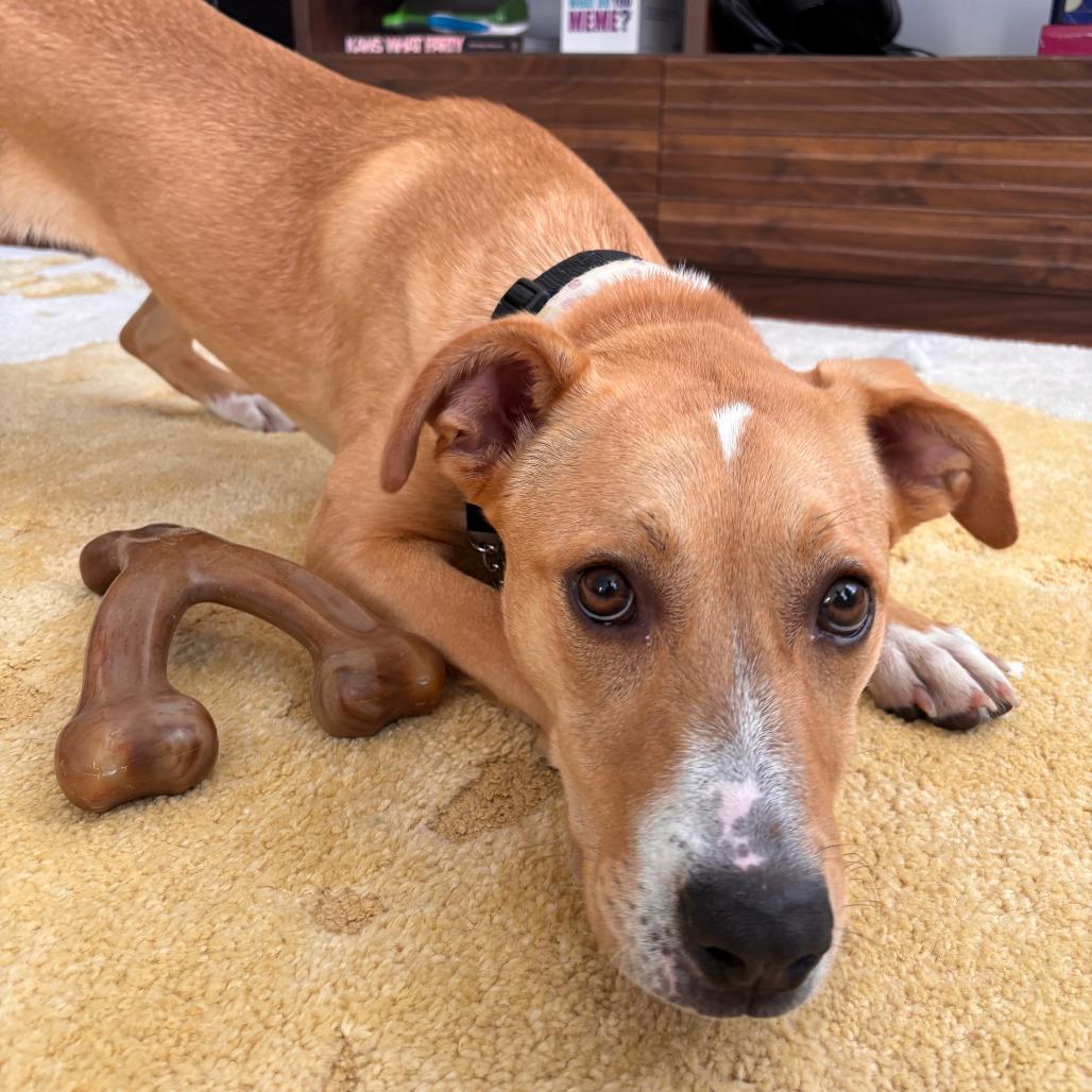 Rhyne, a Adoptable mixed breed in Staten Island, NY image 1/6