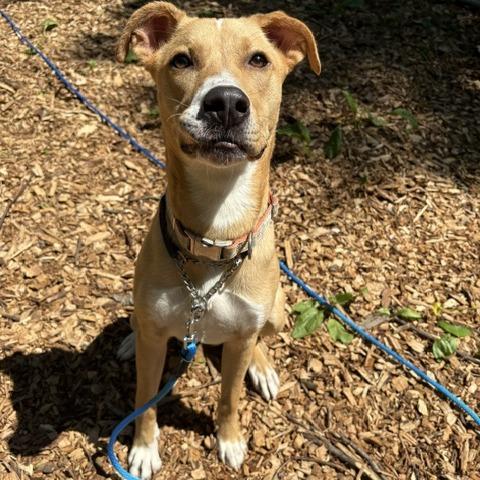 Rhyne, a Adoptable mixed breed in Staten Island, NY image 2/6
