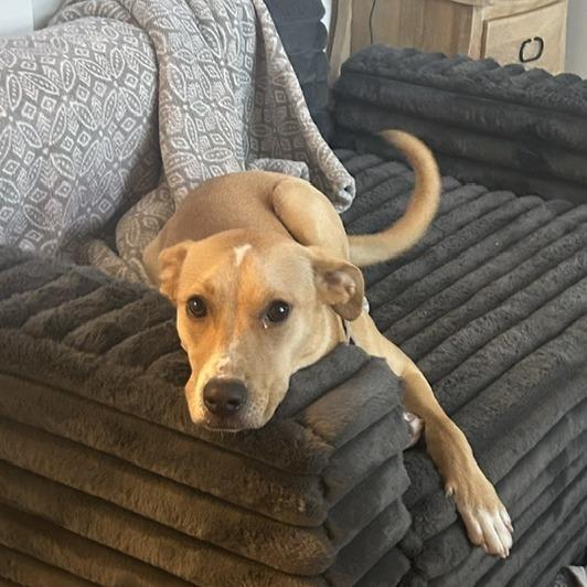 Rhyne, a Adoptable mixed breed in Staten Island, NY image 3/6