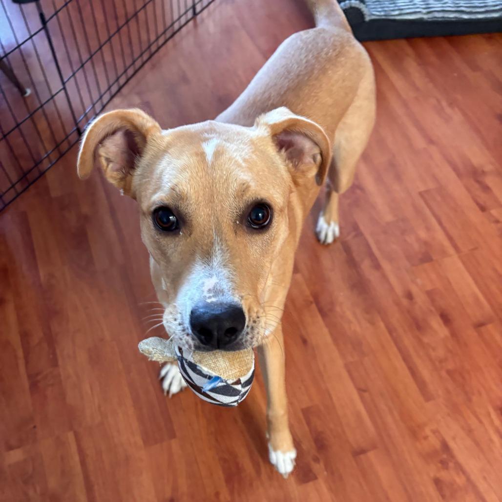 Rhyne, a Adoptable mixed breed in Staten Island, NY image 4/6