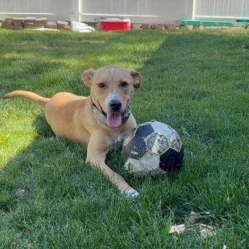 Rhyne, a Adoptable mixed breed in Staten Island, NY image 5/6