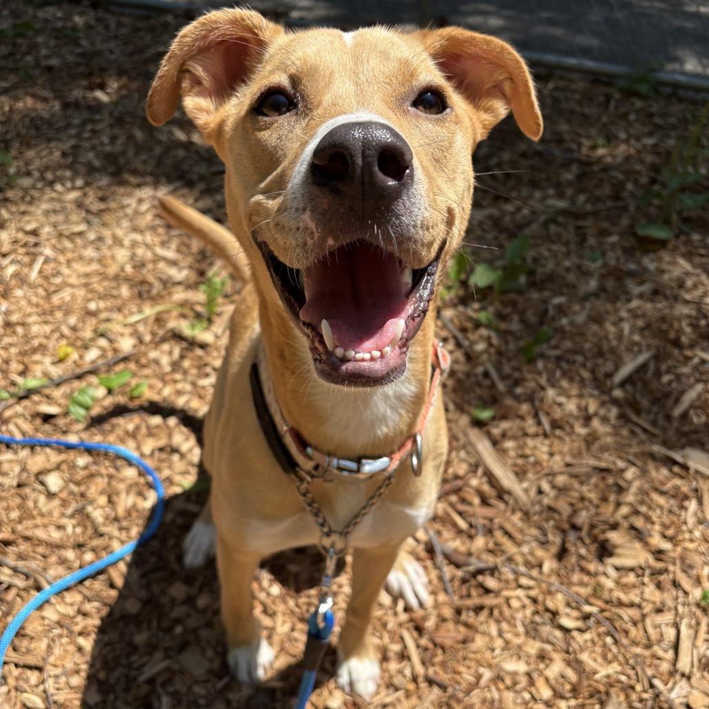Rhyne, a Adoptable mixed breed in Staten Island, NY image 6/6