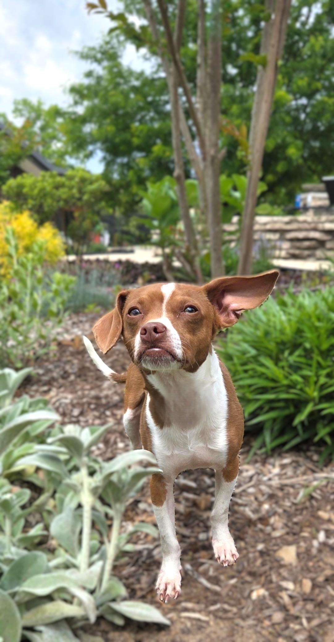 Enlarge Chestnut, a ADOPTABLE Chiweenie in Bridgeton, MO image 4/5