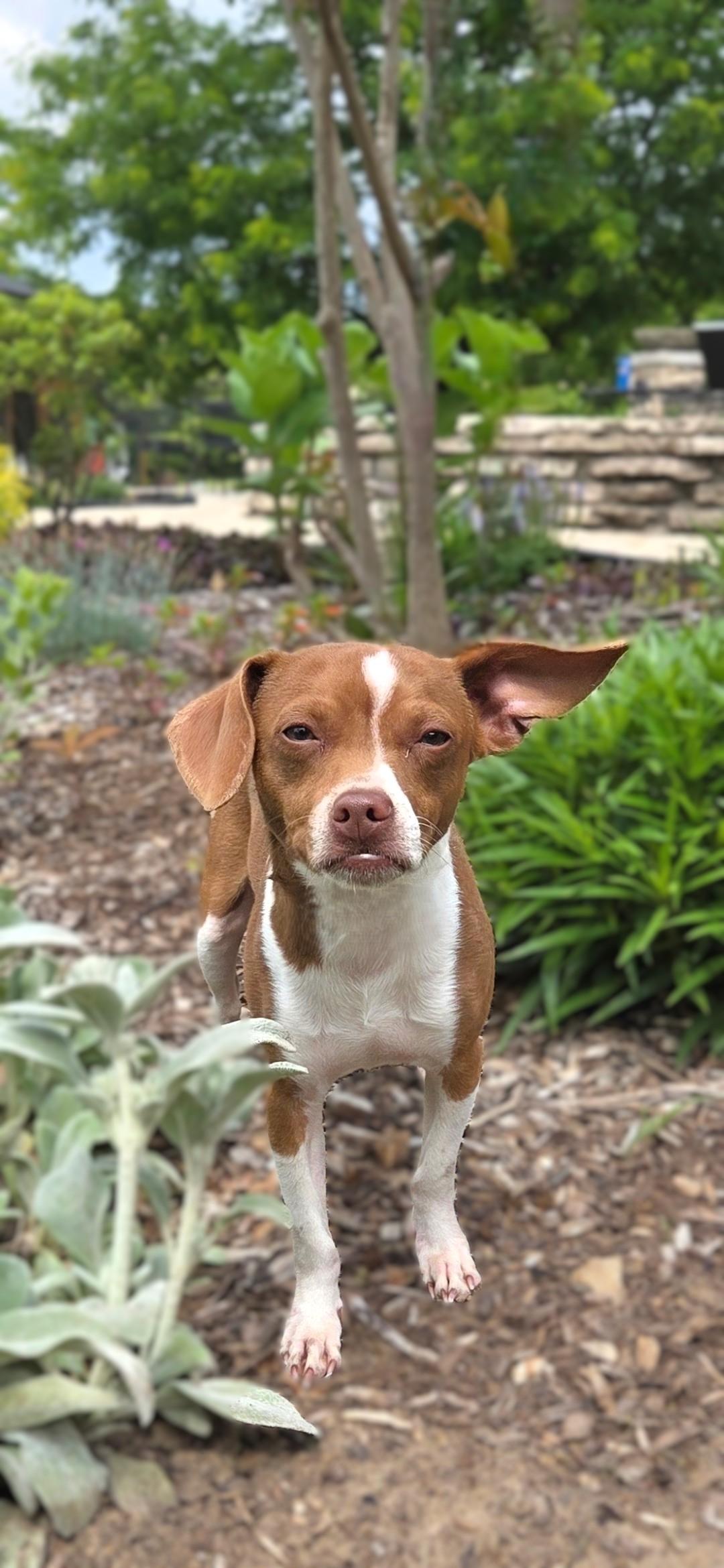 Enlarge Chestnut, a ADOPTABLE Chiweenie in Bridgeton, MO image 2/5
