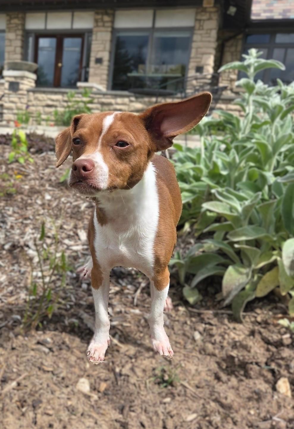Enlarge Chestnut, a ADOPTABLE Chiweenie in Bridgeton, MO image 5/5