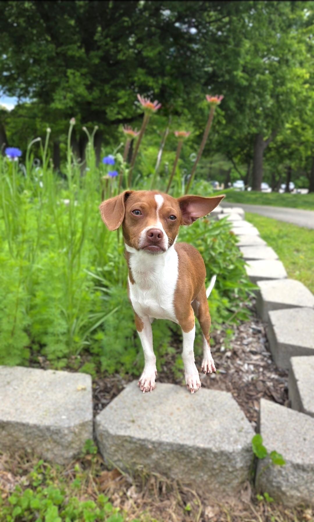 Chestnut, ADOPTABLE, Young Male Chiweenie.
