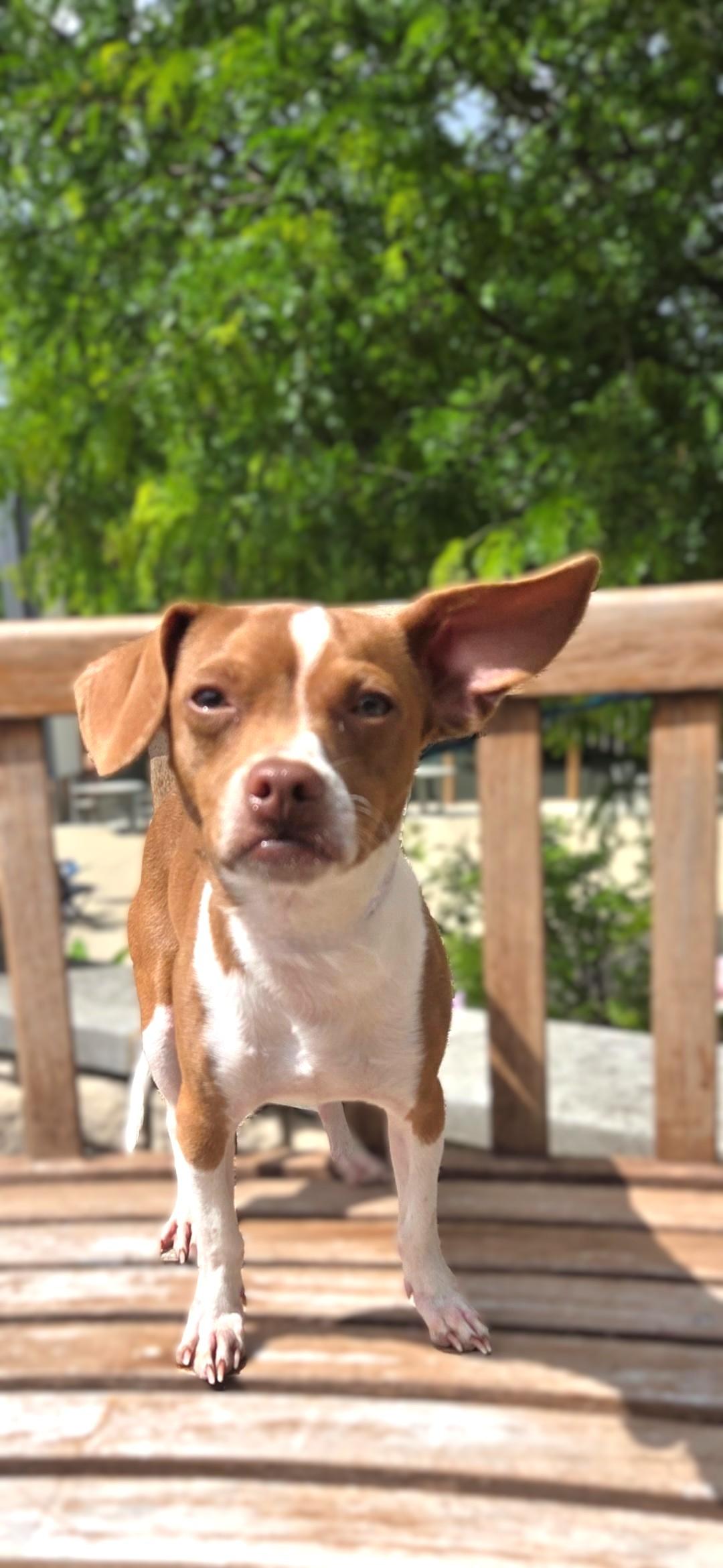 Enlarge Chestnut, a ADOPTABLE Chiweenie in Bridgeton, MO image 3/5