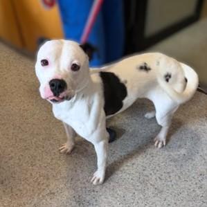 Shuffle, Adoptable, Adult Male American Bulldog & Mixed Breed.