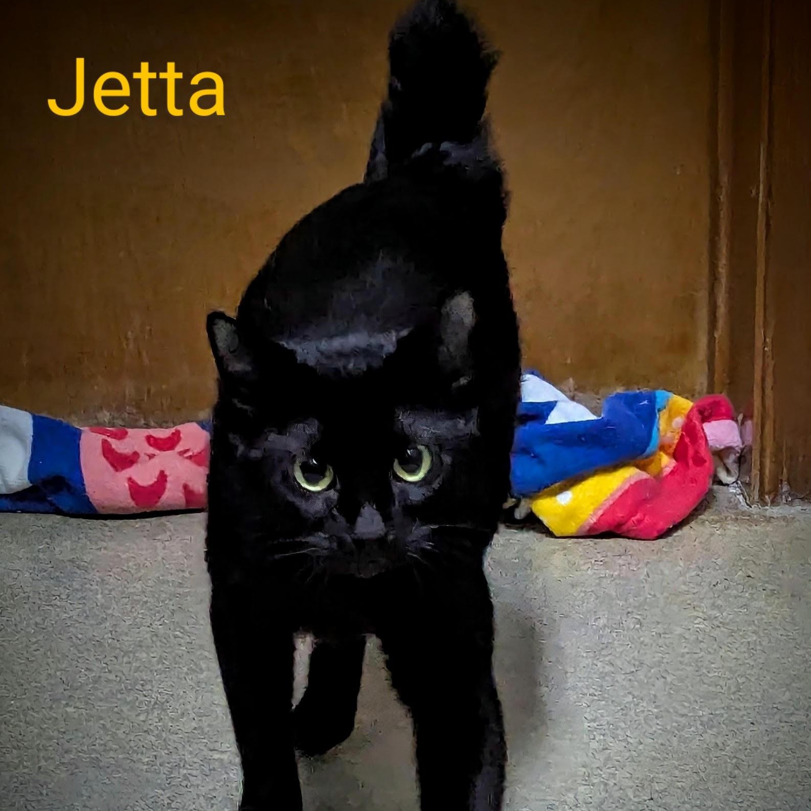 Enlarge Jetta, a Adopted mixed breed in Valley Falls, KS image 1/1