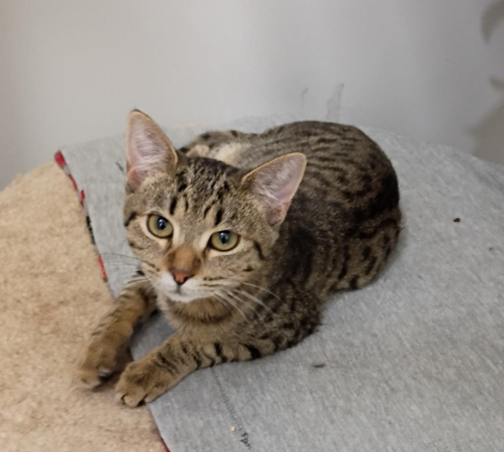 Enlarge Zip, a Adoptable mixed breed in Rockford, IL image 1/2