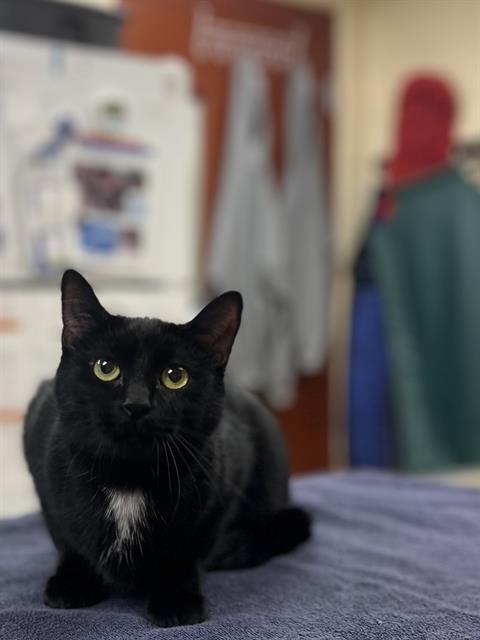 EEVEE, Adoptable, Young Female Domestic Short Hair.