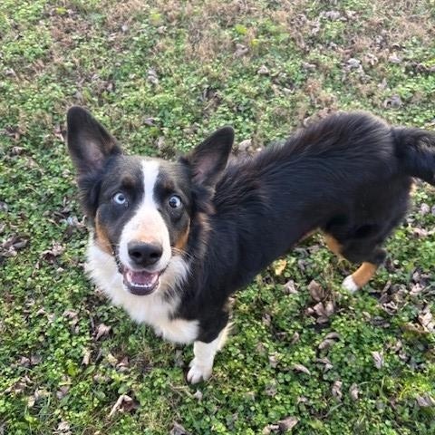 Enlarge Karen , a ADOPTABLE mixed breed in Fayetteville, AR image 1/4
