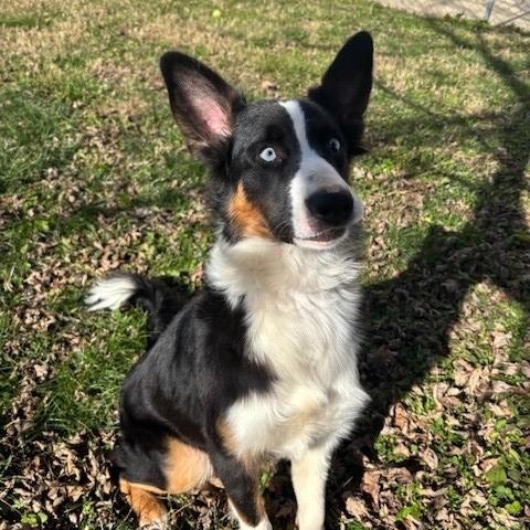 Enlarge Karen , a ADOPTABLE mixed breed in Fayetteville, AR image 2/4