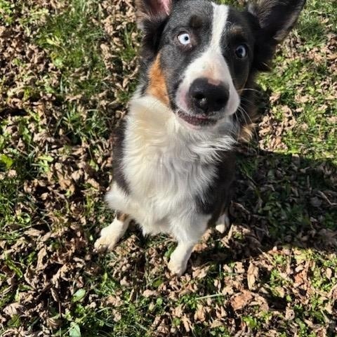 Enlarge Karen , a ADOPTABLE mixed breed in Fayetteville, AR image 3/4