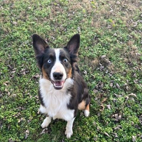 Enlarge Karen , a ADOPTABLE mixed breed in Fayetteville, AR image 4/4